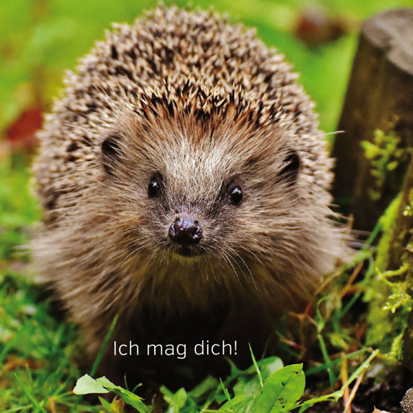 Igel