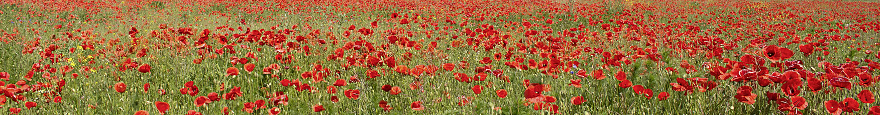 Mohnblumenfeld