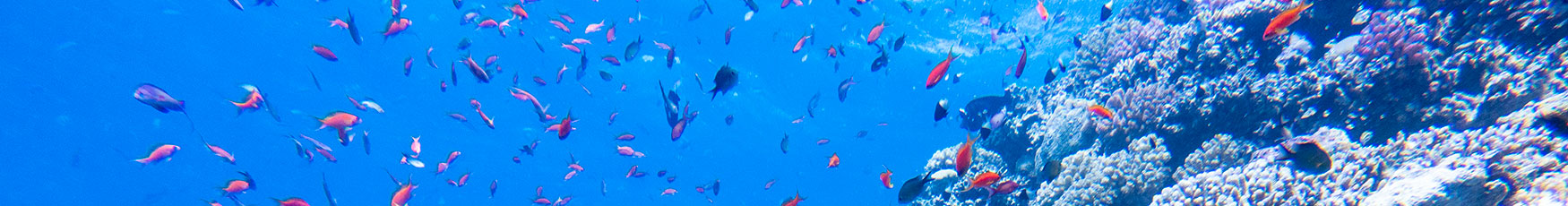 Banner Tauchbücher Rotes Meer Fische