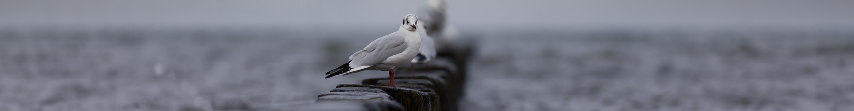 Möwe Ostsee